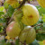 Gooseberry - King of Trumps