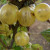 Gooseberry - Langley Gage
