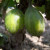 Gooseberry - White Eagle