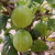Gooseberry - Woodpecker
