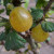Gooseberry - Yellow Champagne