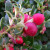 Lingonberry - Koralle