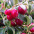 Lingonberry - Red Pearl