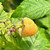 Raspberry - Allgold