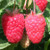 Raspberry - Cascade Delight