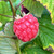 Raspberry - Glen Ample