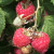Raspberry - Octavia
