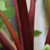Rhubarb - Raspberry Red