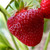 Strawberry - Cambridge Favourite