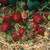 Strawberry - Korona