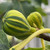 Fig - Panache