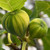 Fig - Panache