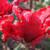 Tulipa Seadov Parrot