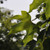 Acer campestre