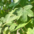Acer campestre