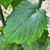 Acer davidii