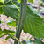 Acer davidii