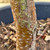 Betula papyrifera