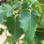 Betula papyrifera