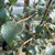 Betula pubescens