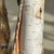 Betula utilis jaquemontii 'Grayswood Ghost'