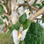 Betula utilis jaquemontii 'Silver Shadow'