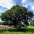 Castanea sativa