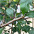 Crataegus crus-galli