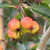 Crataegus crus-galli