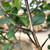 Crataegus crus-galli