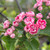 Crataegus laevigata 'Rosea Flore Pleno'