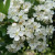 Crataegus monogyna