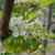 Crataegus persimilis 'Prunifolia'