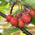 Crataegus persimilis 'Prunifolia'