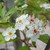Crataegus persimilis 'Prunifolia'
