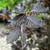 Fagus sylvatica Atropurpurea Group
