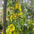 Laburnum alpinum