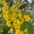 Laburnum alpinum