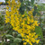 Laburnum alpinum