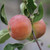 Malus baccata