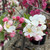 Malus 'Evereste'