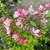 Malus floribunda
