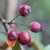 Malus x purpurea 'Eleyi'