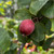 Malus 'Red Glow'