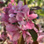 Malus 'Rudolph'