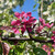 Malus toringo 'Scarlett'