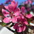 Malus toringo 'Scarlett'