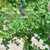 Nothofagus antartica