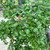 Nothofagus antartica