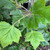 Platanus x hispanica